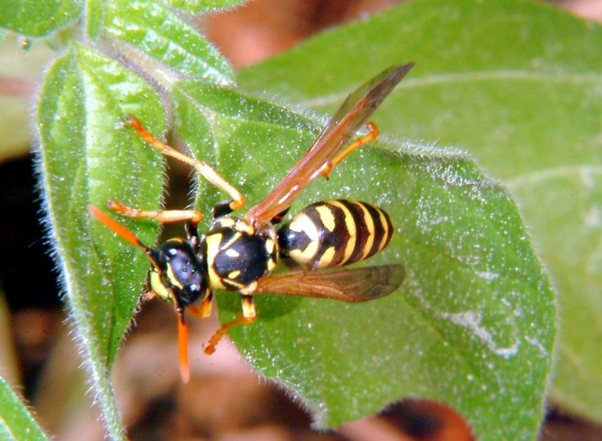 Macrofotografia (anche per micologi)